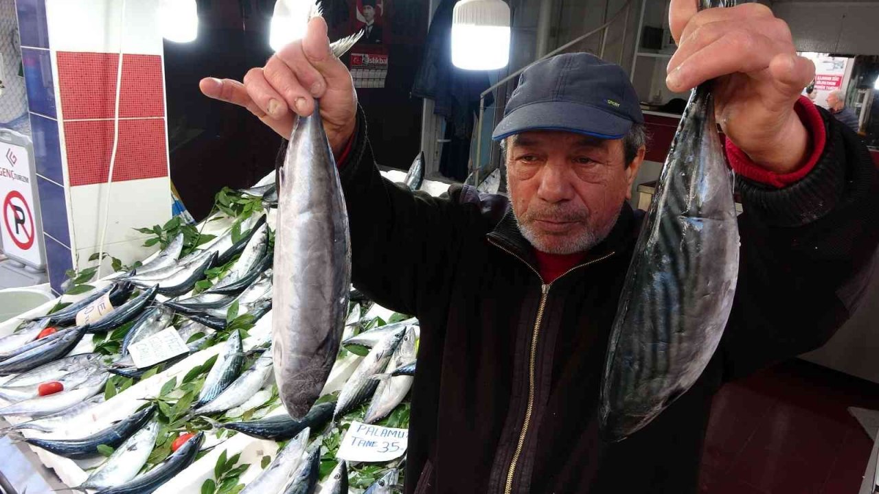 Karadeniz’de palamut bolluğu: Balıkçılarda kuyruk