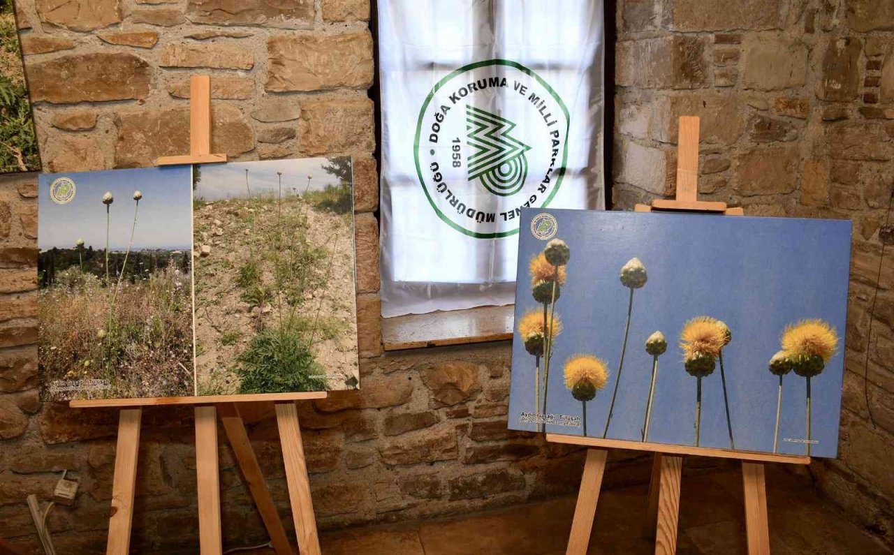 Tülüşah bitkisinin yetişme serüveni sergilendi