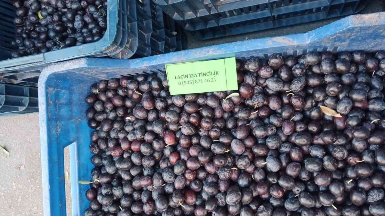 Laçin’de salamura işlemi başladı