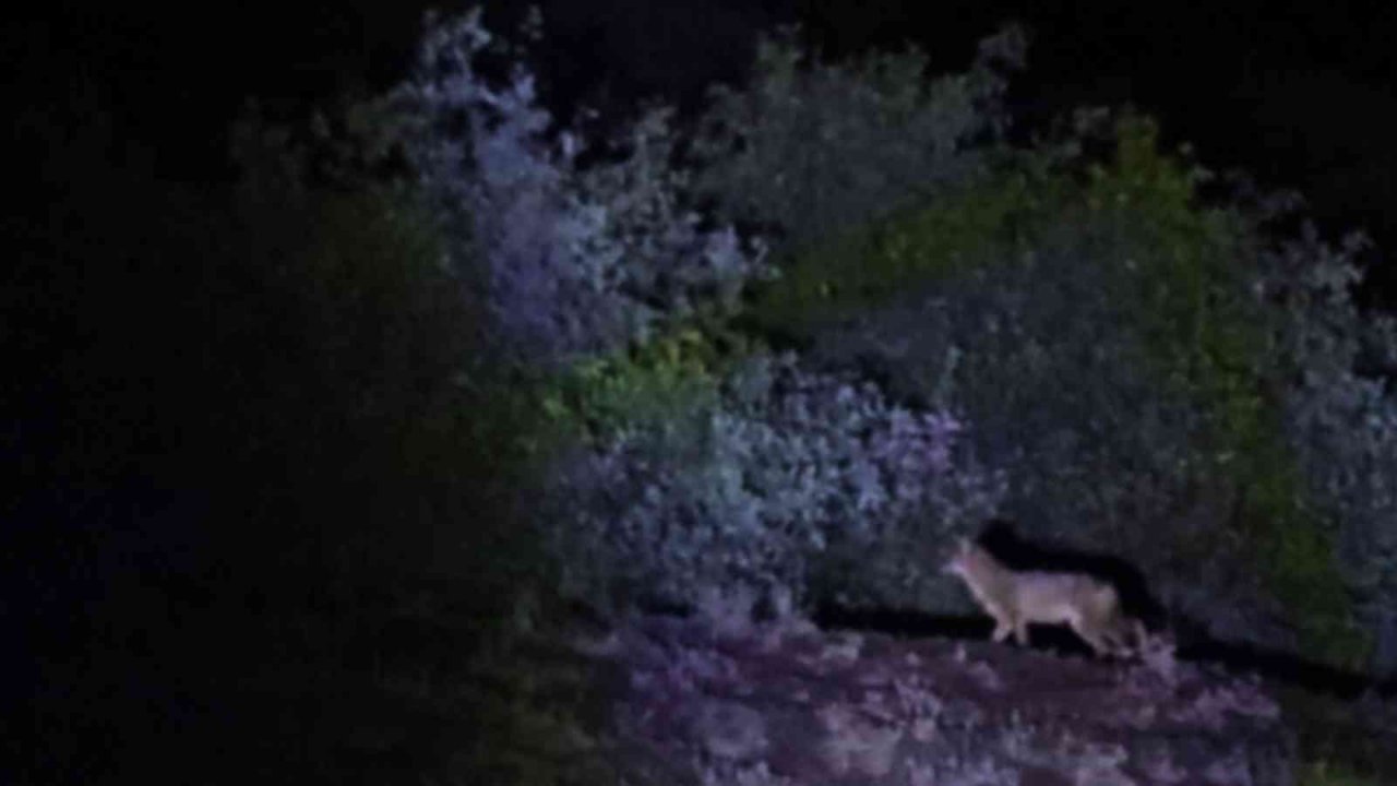 Kaplıca keyfine kurt sürüsü molası