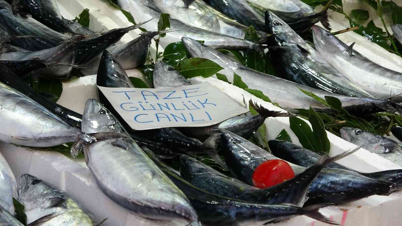 Karadeniz’de palamut bolluğu: Balıkçılarda kuyruk