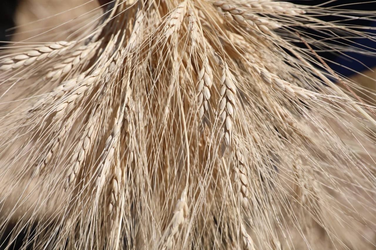 Çiftçi dostu Başkan Çolakbayrakdar’ın milli ve yerli tohum hamlesi takdir topladı