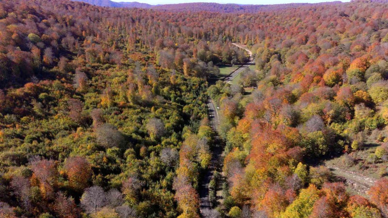 Hazan renklerinin hakim olduğu Yenice ormanları görüntüsüyle mest ediyor