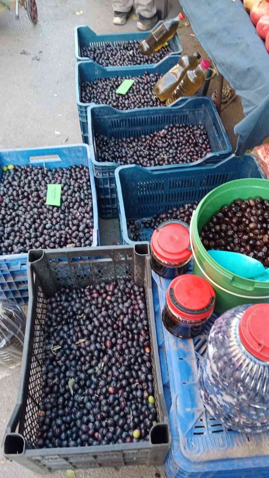 Laçin’de salamura işlemi başladı