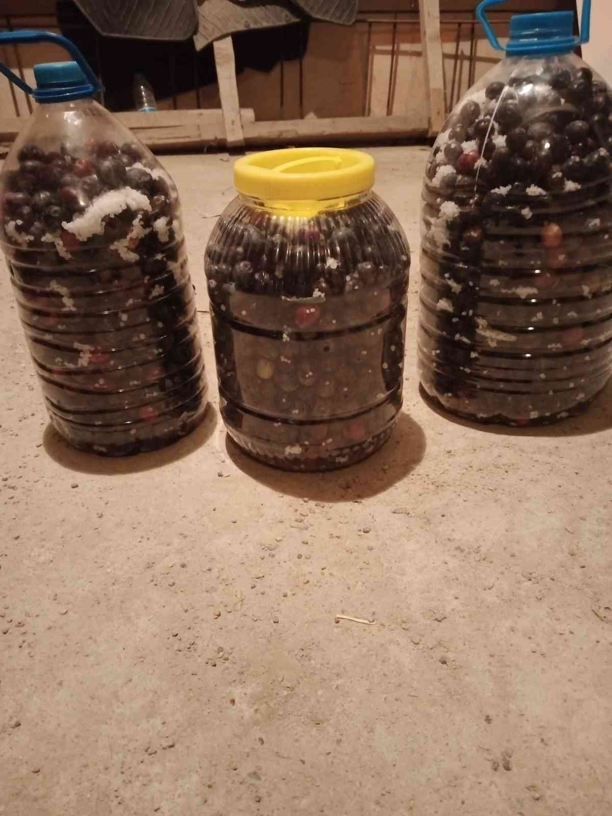 Laçin’de salamura işlemi başladı