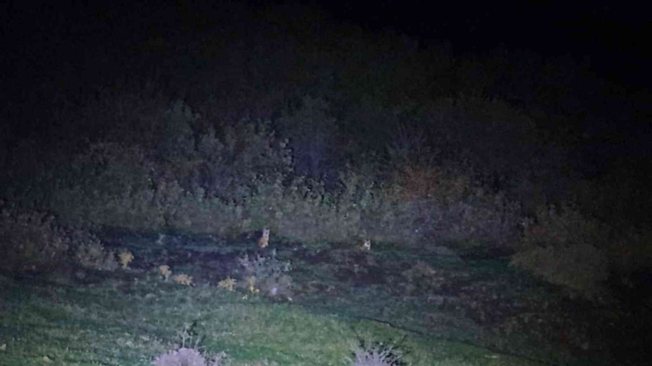 Kaplıca keyfine kurt sürüsü molası