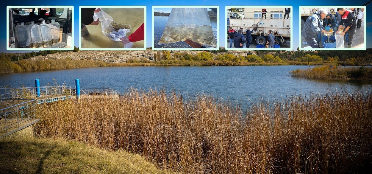 Eskişehir’de 903 bin adet yavru sazan balığı salımı yapıldı