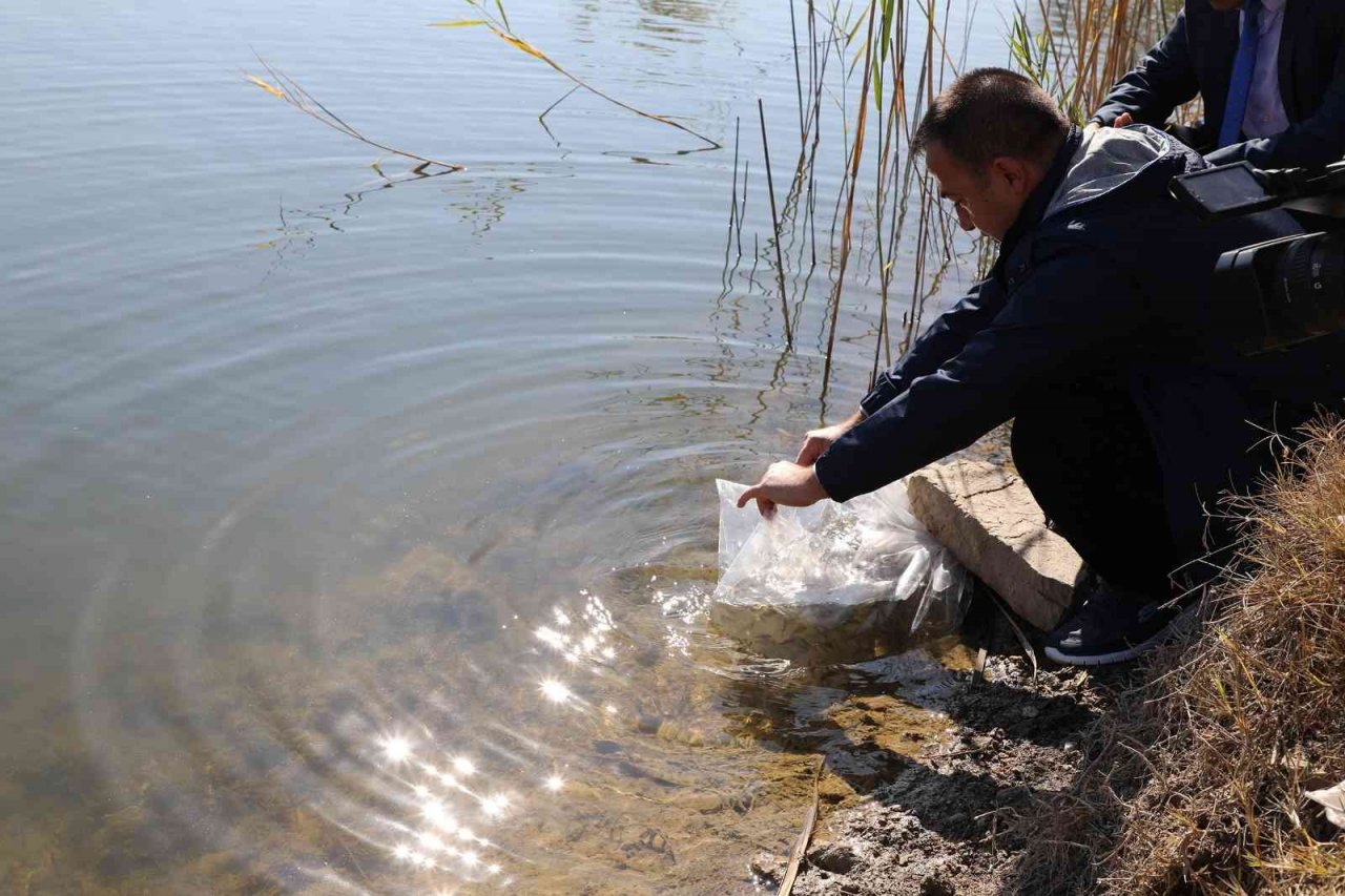 Eskişehir’de 903 bin adet yavru sazan balığı salımı yapıldı