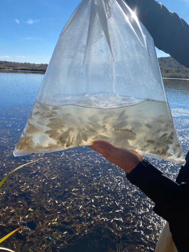 Eskişehir’de 903 bin adet yavru sazan balığı salımı yapıldı