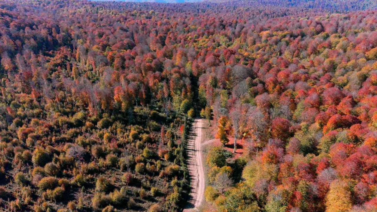 Hazan renklerinin hakim olduğu Yenice ormanları görüntüsüyle mest ediyor