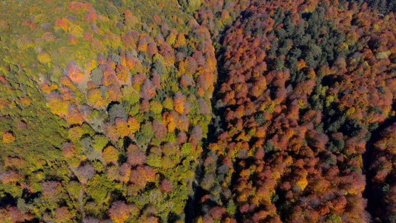 Hazan renklerinin hakim olduğu Yenice ormanları görüntüsüyle mest ediyor