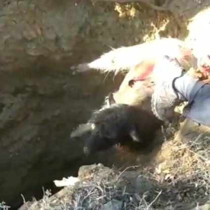 Elazığ’da su kuyusuna düşen keçi kurtarıldı