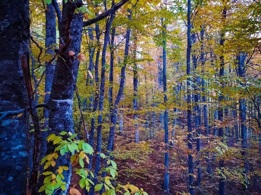 Kırsal kesimlerdeki sonbahar manzaraları hayran bırakıyor