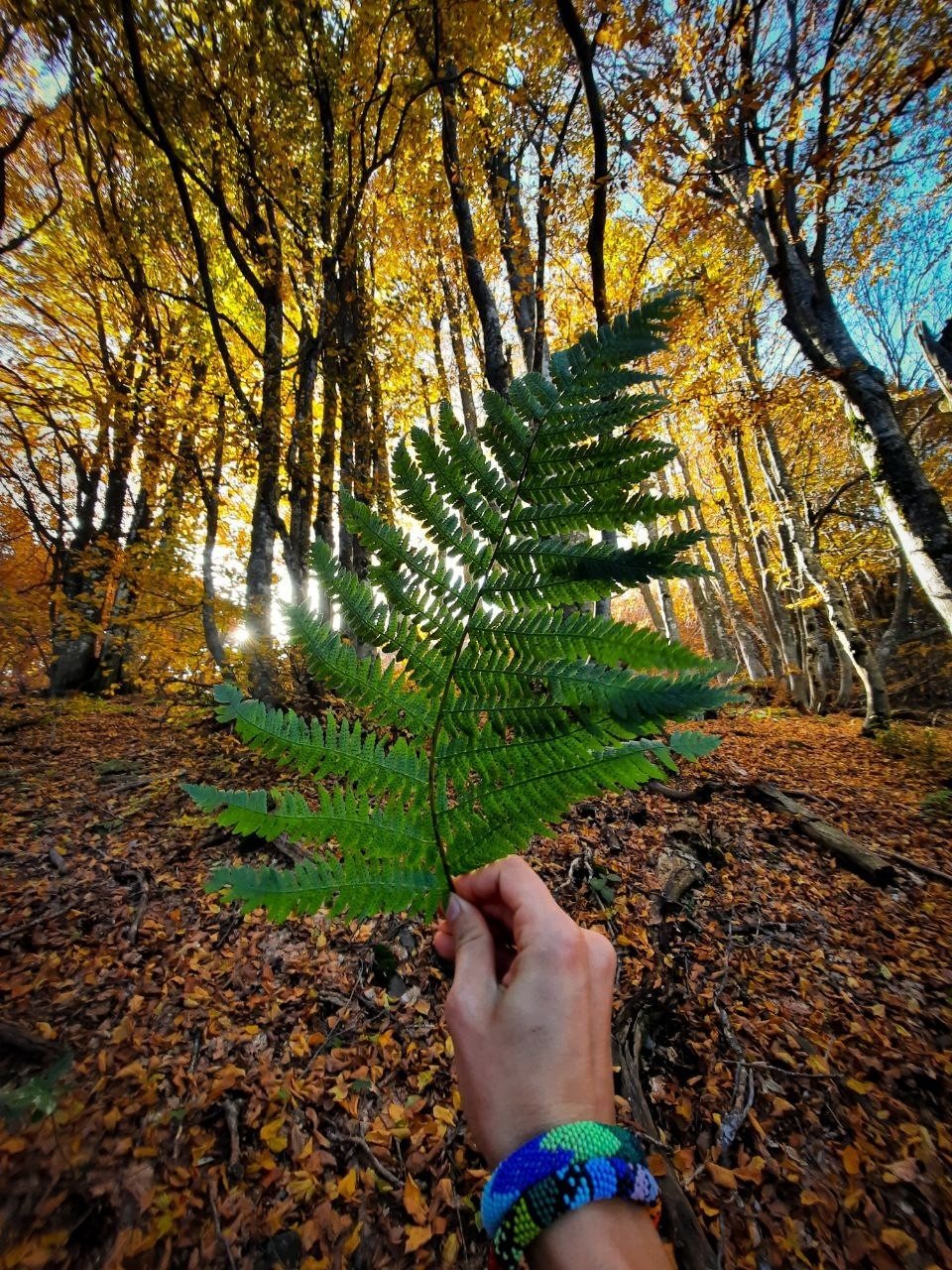 Kırsal kesimlerdeki sonbahar manzaraları hayran bırakıyor