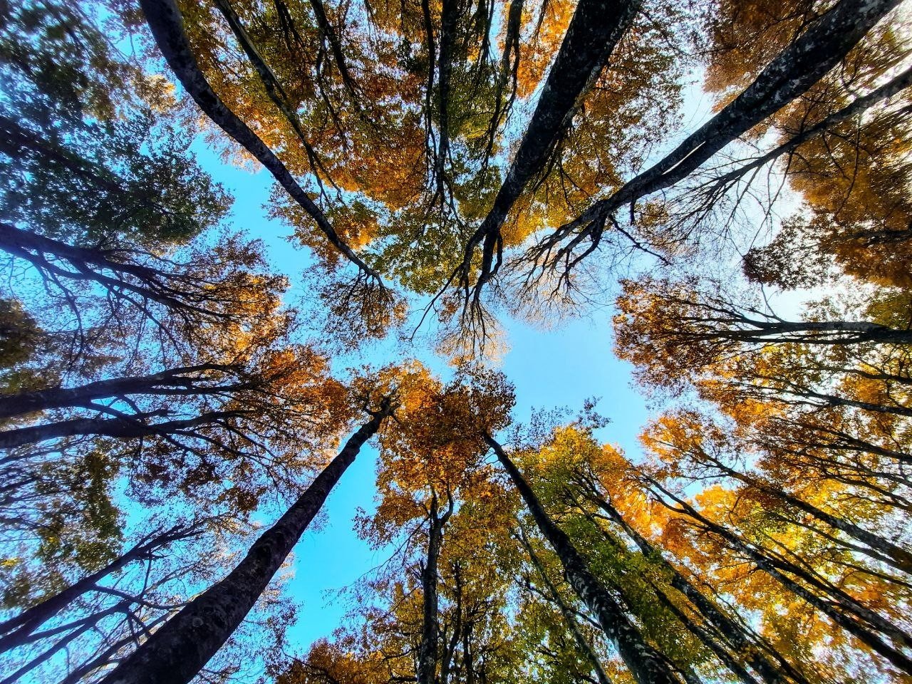 Kırsal kesimlerdeki sonbahar manzaraları hayran bırakıyor