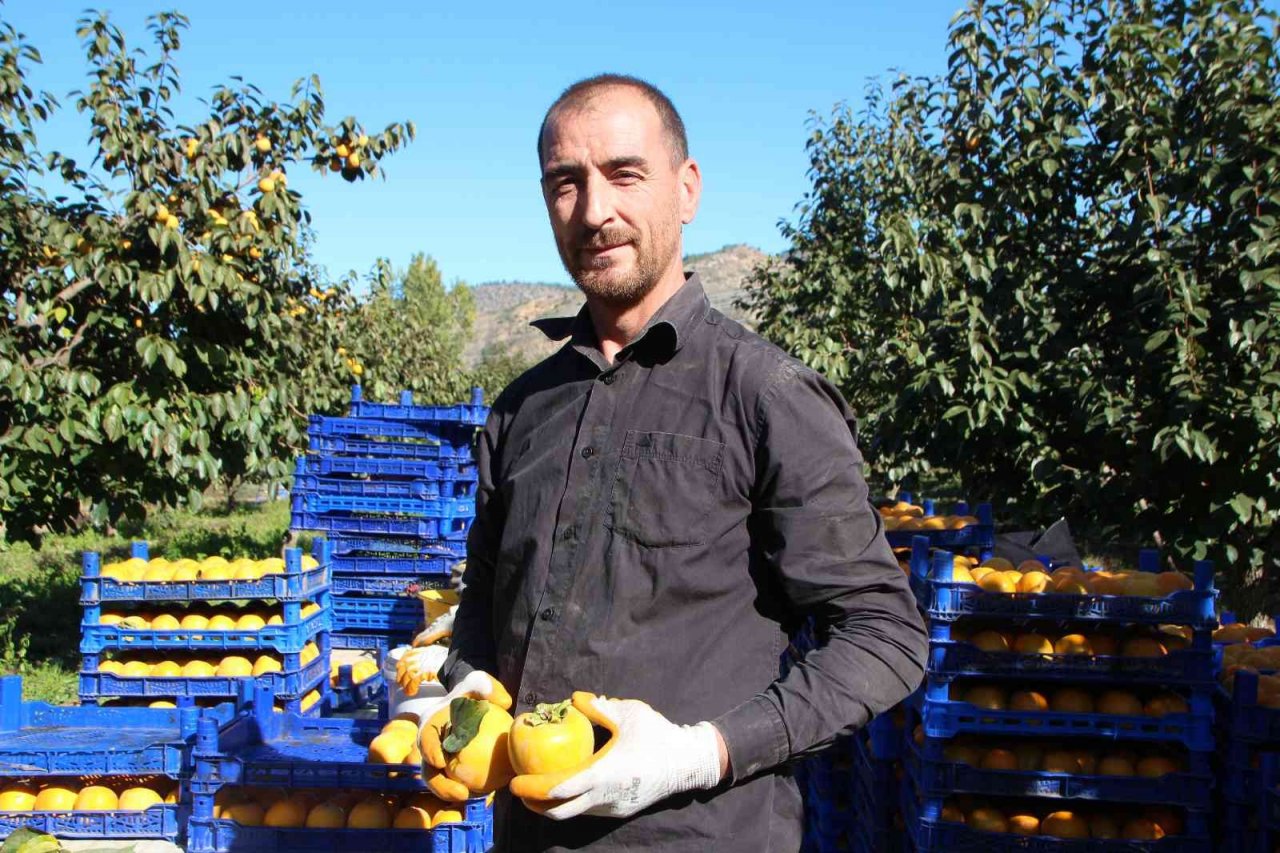Bilecik ülkemizin ’Cennet Hurması’ ihtiyacının yüzde 35’ini karşılıyor