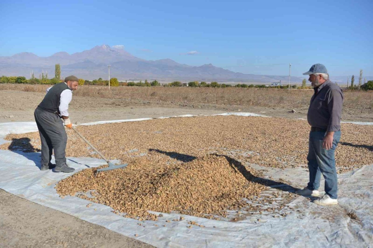 Kayseri’de bir ilk: yer fıstığı üretildi