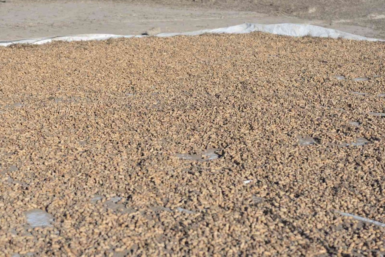 Kayseri’de bir ilk: yer fıstığı üretildi