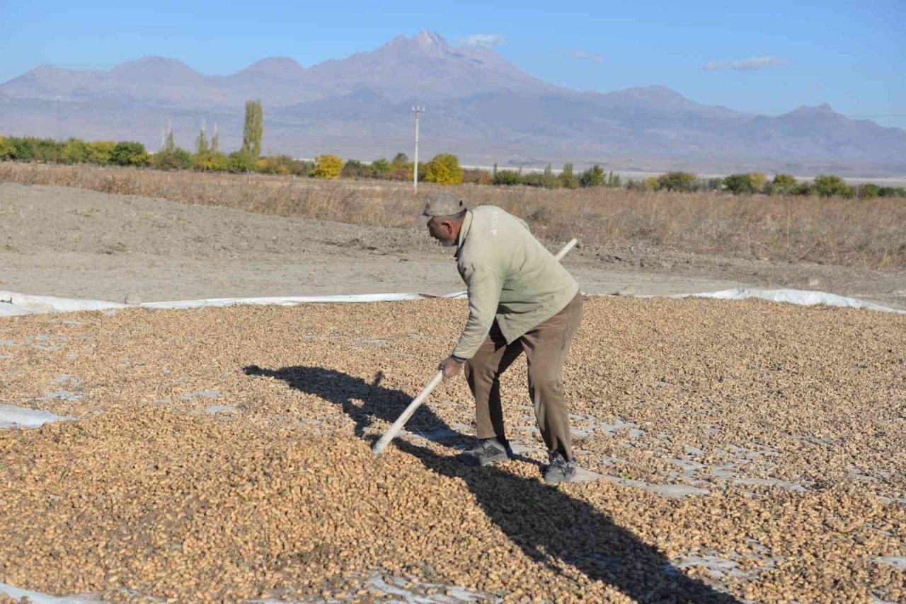Kayseri’de bir ilk: yer fıstığı üretildi