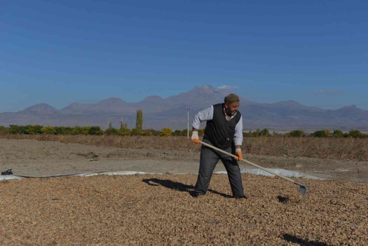 Kayseri’de bir ilk: yer fıstığı üretildi