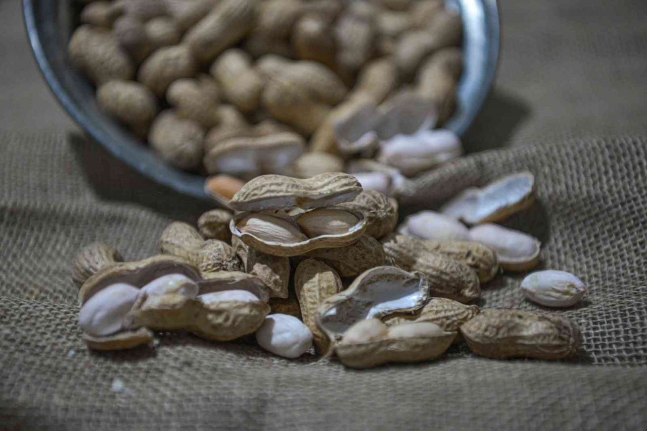 Kayseri’de bir ilk: yer fıstığı üretildi