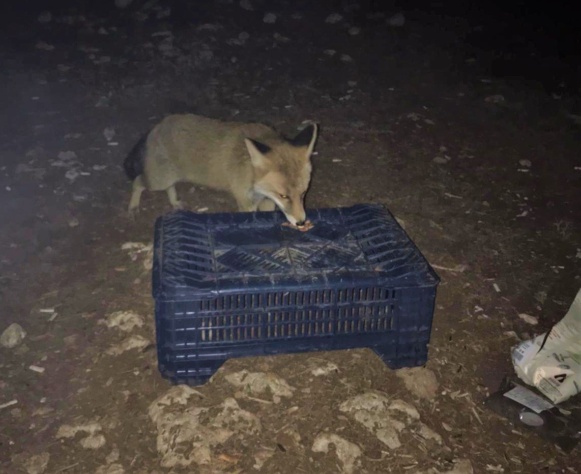 Tilkiyi fıstıkla beslediler