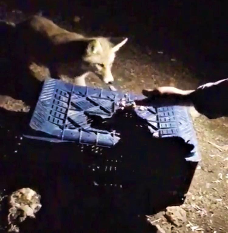 Tilkiyi fıstıkla beslediler