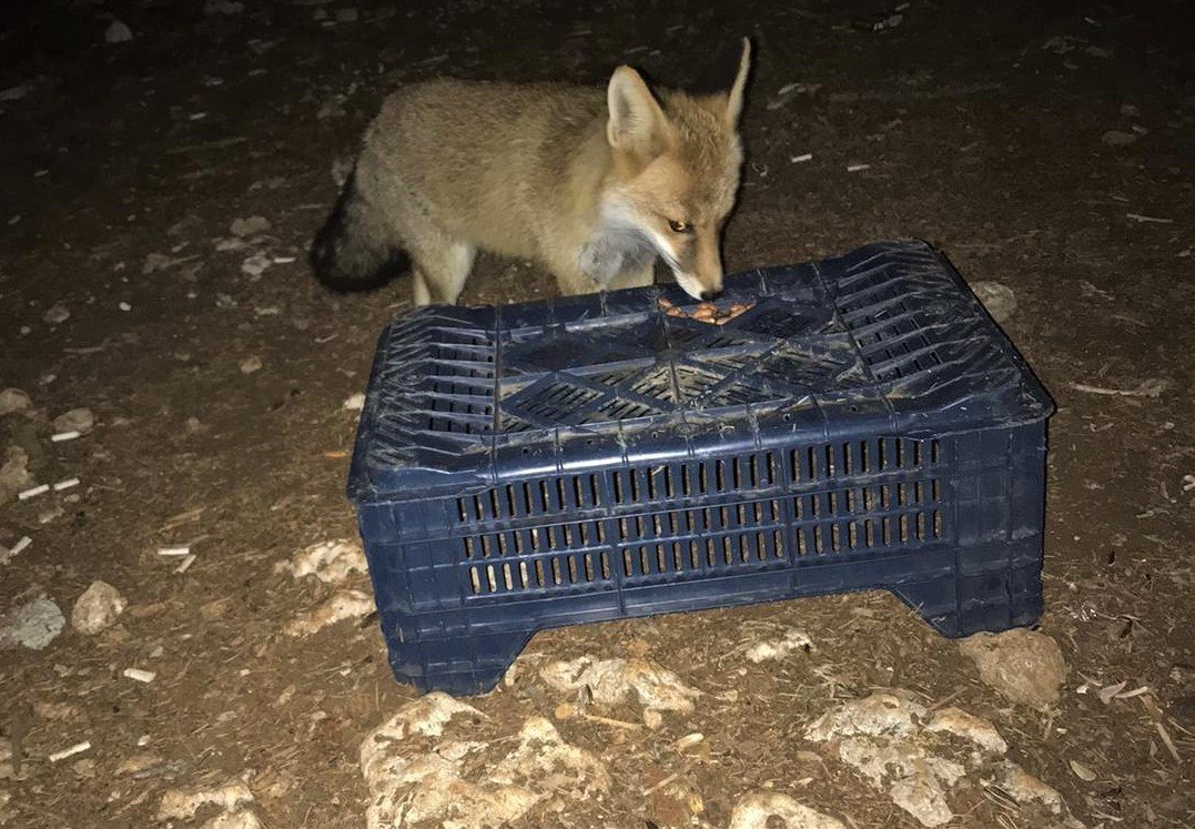 Tilkiyi fıstıkla beslediler