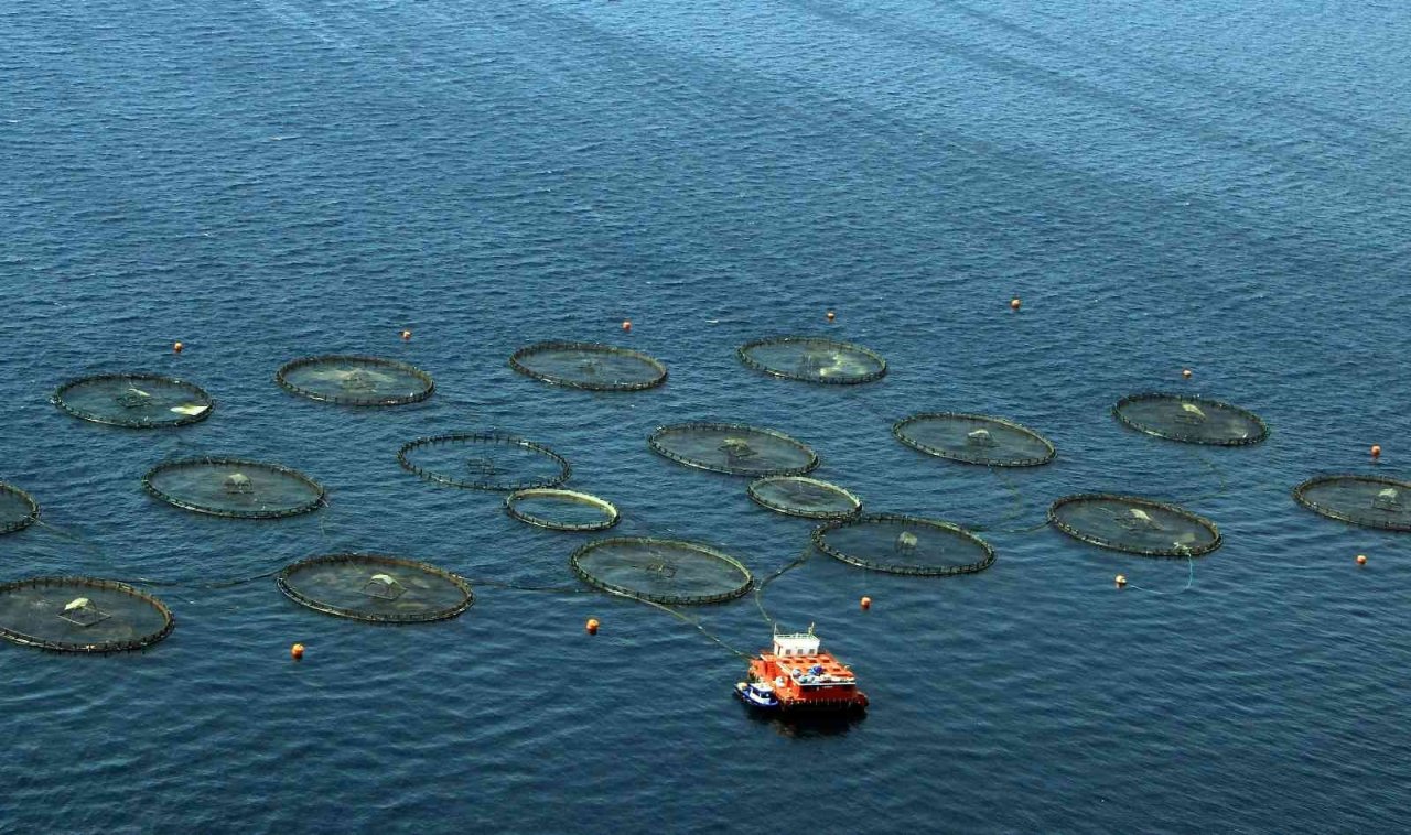 Su ürünleri ihracatında rekor yılı