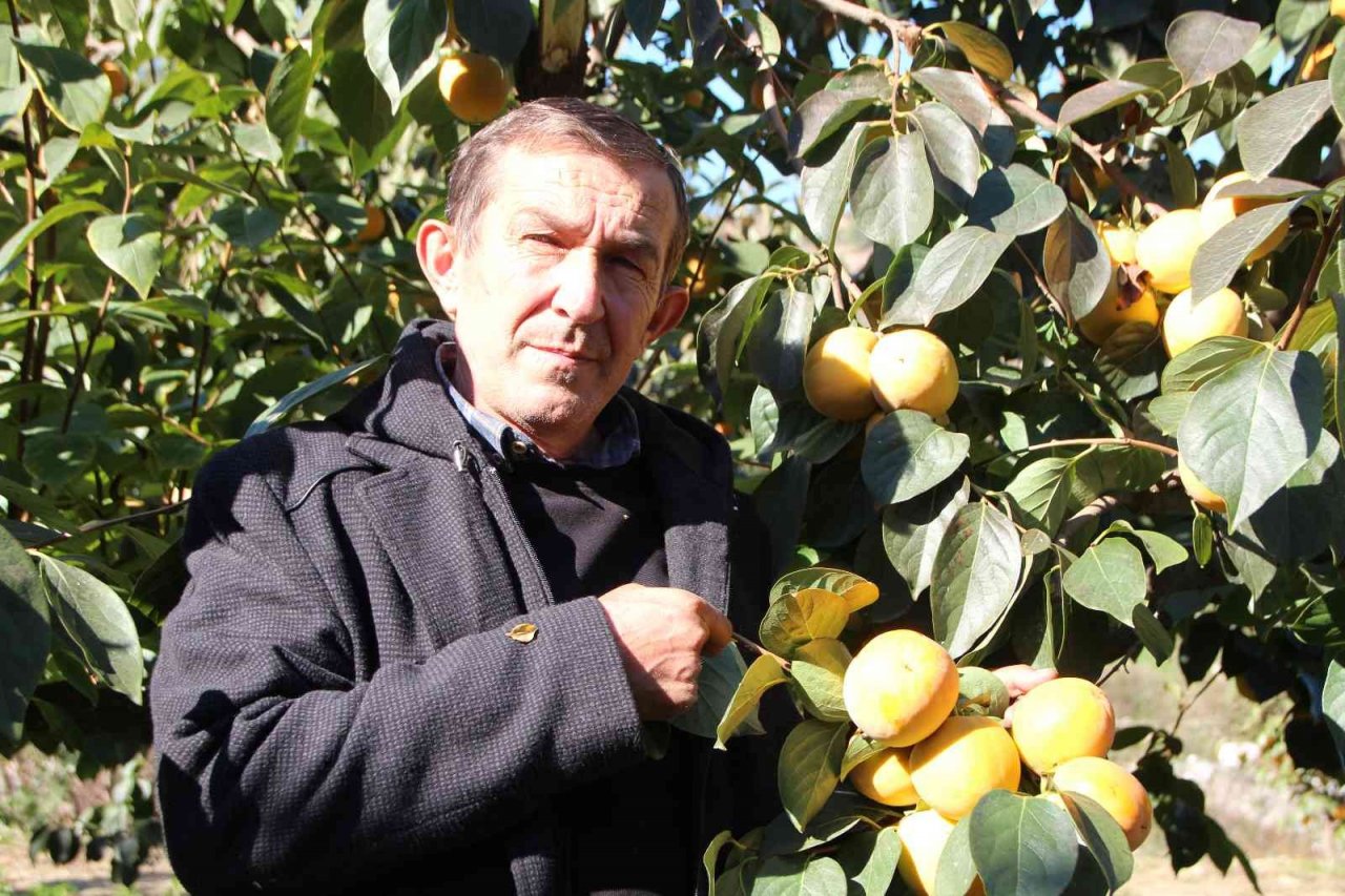 Bilecik ülkemizin ’Cennet Hurması’ ihtiyacının yüzde 35’ini karşılıyor