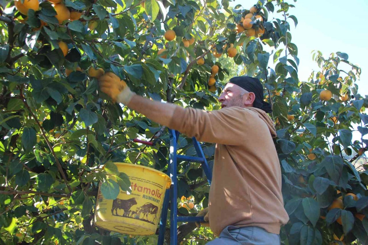 Bilecik ülkemizin ’Cennet Hurması’ ihtiyacının yüzde 35’ini karşılıyor