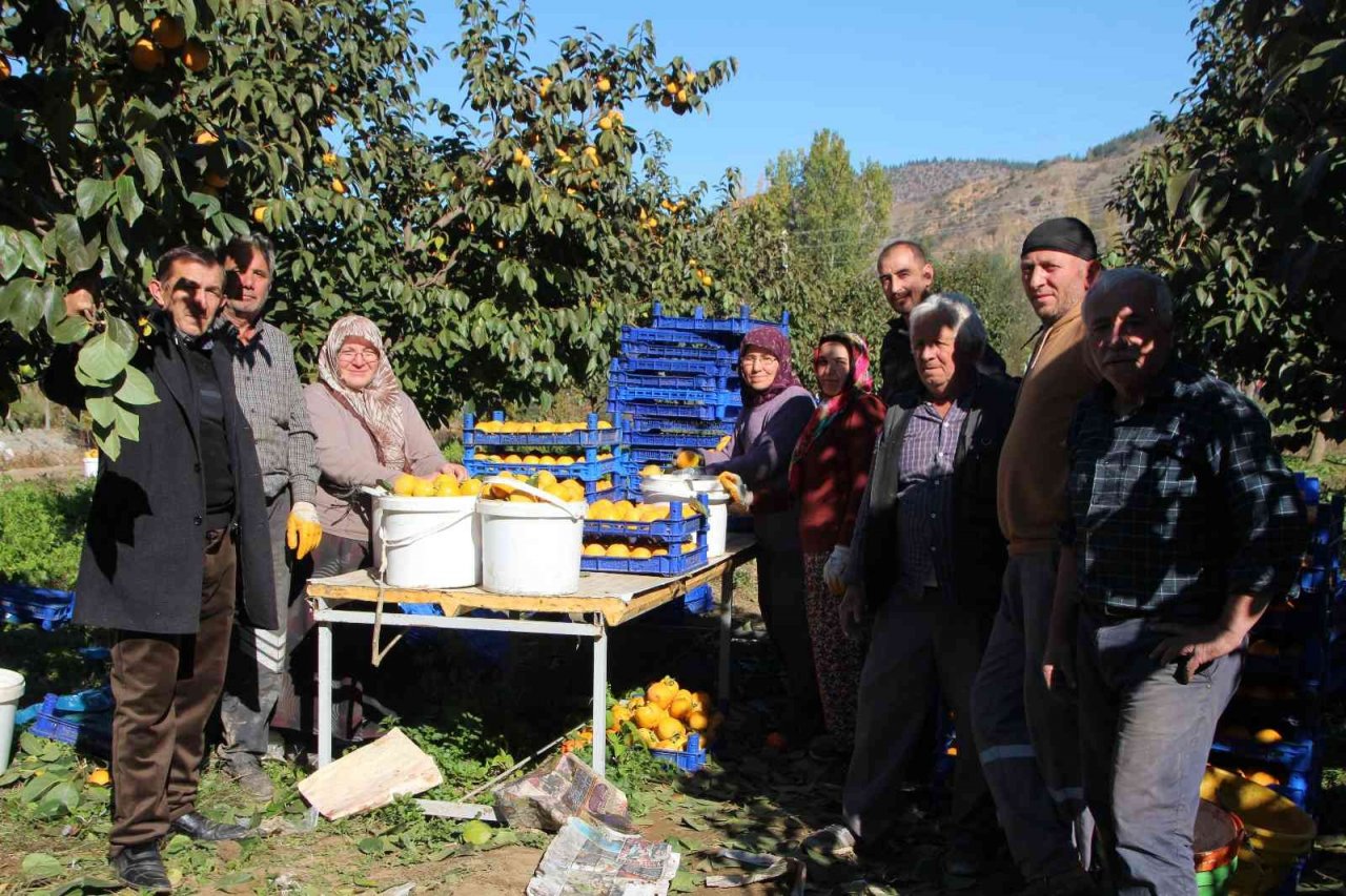 Bilecik ülkemizin ’Cennet Hurması’ ihtiyacının yüzde 35’ini karşılıyor