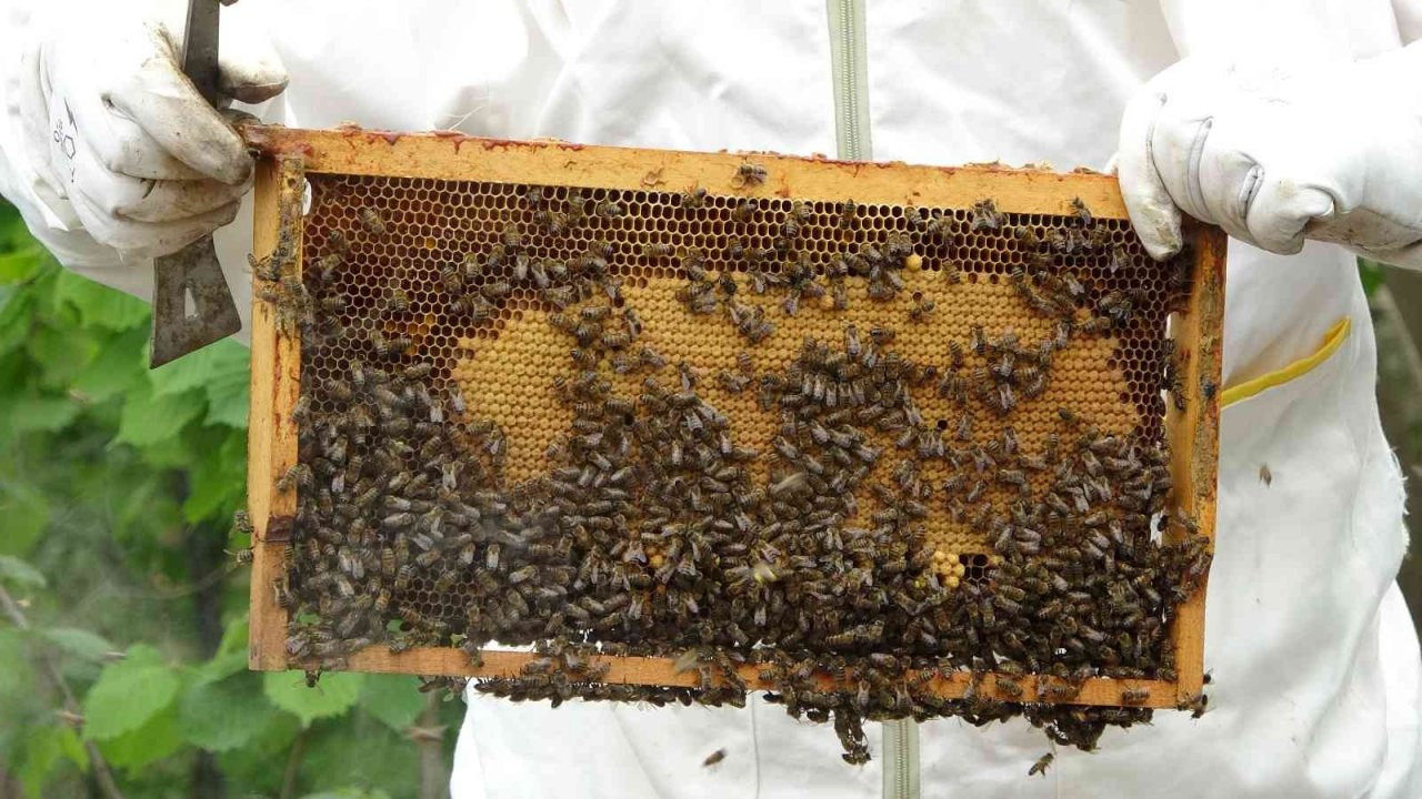 Çiftçi: “Sahte ballar arıcılık sektörünü tehlikeye düşürüyor”