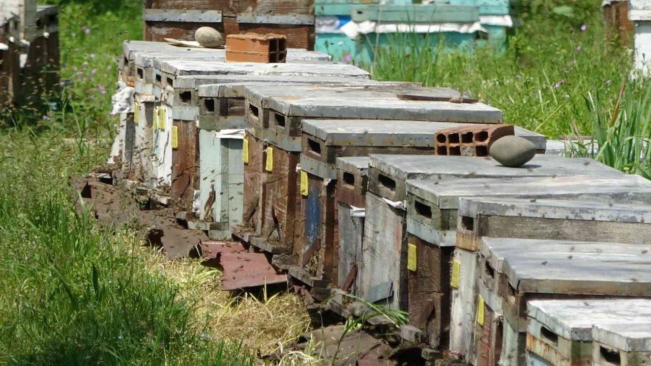 Çiftçi: “Sahte ballar arıcılık sektörünü tehlikeye düşürüyor”