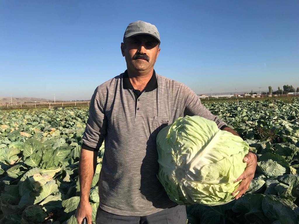 Kışlık lahanaların toprak mesaisi sona erdi