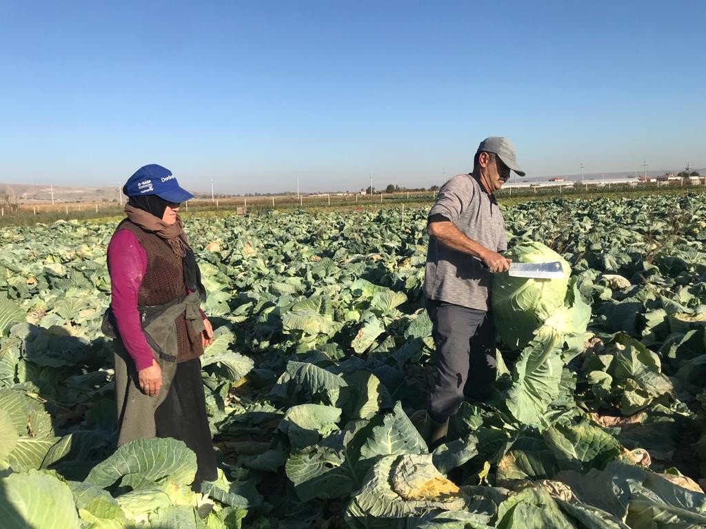 Kışlık lahanaların toprak mesaisi sona erdi