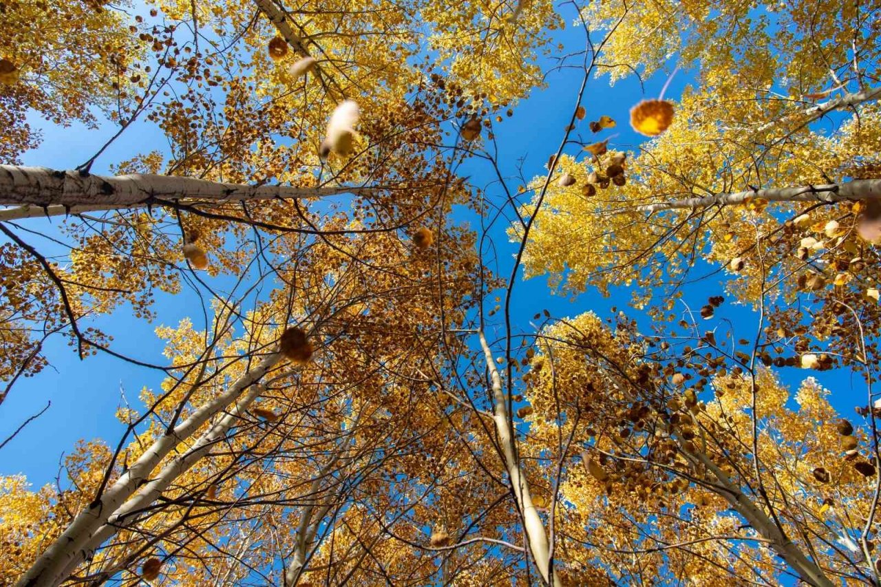 Ortaseki’de sonbahar güzelliği