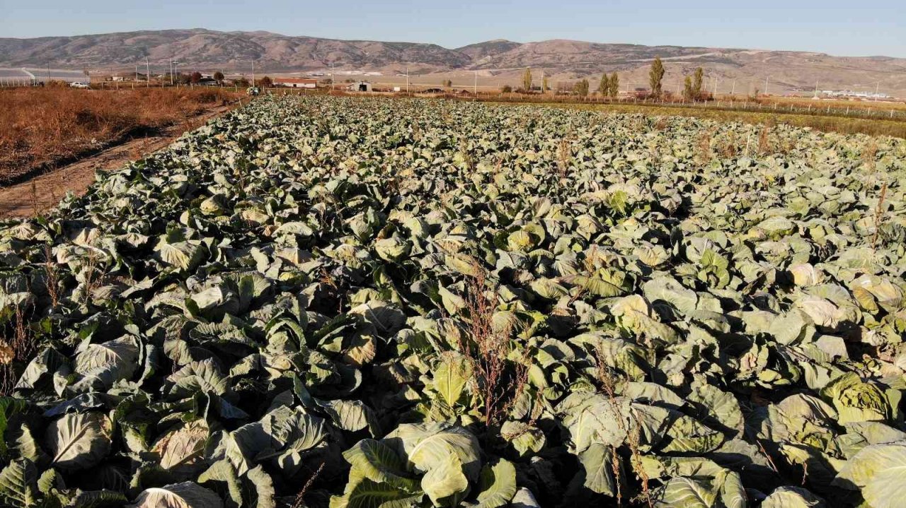 Kışlık lahanaların toprak mesaisi sona erdi