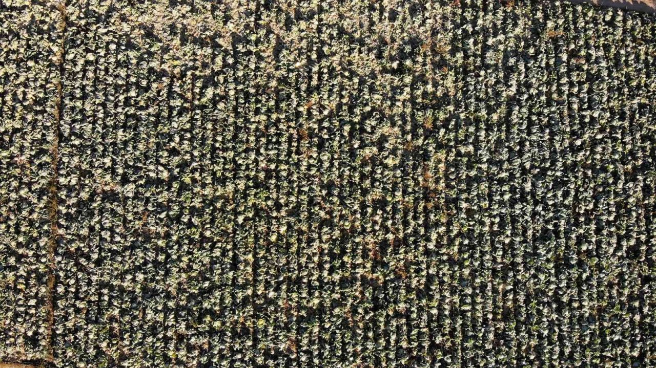 Kışlık lahanaların toprak mesaisi sona erdi