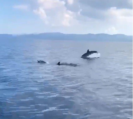 Muğla’da yunuslardan görsel şölen