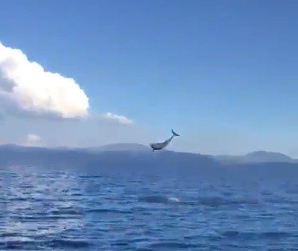 Muğla’da yunuslardan görsel şölen