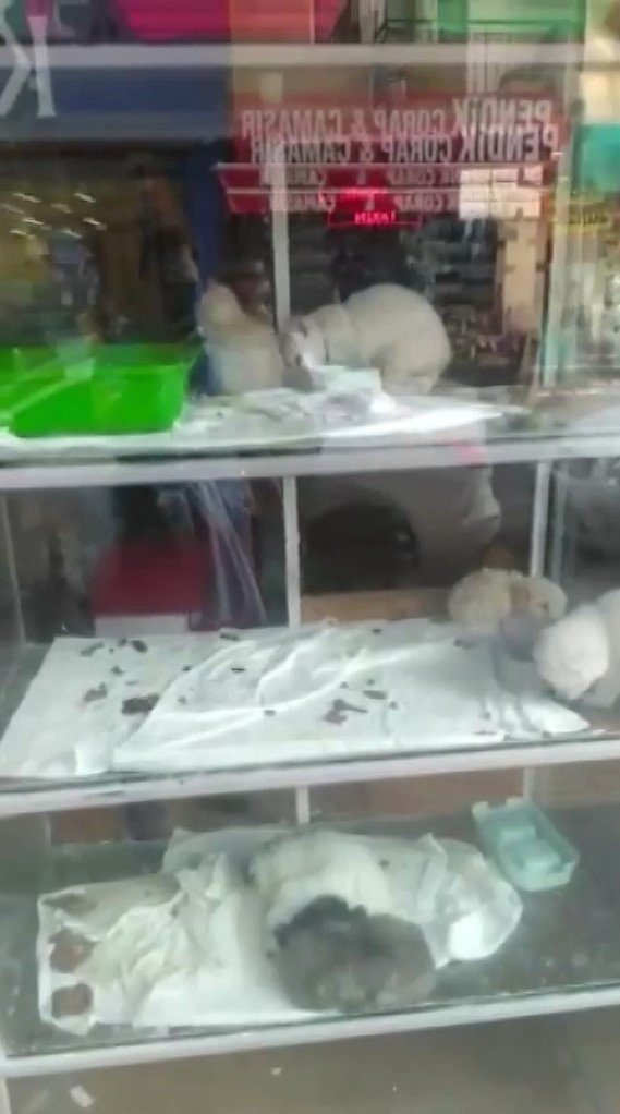 Pendik’te petshopta pes dedirten görüntü: Hayvanları pis alanlarda tutuyorlar