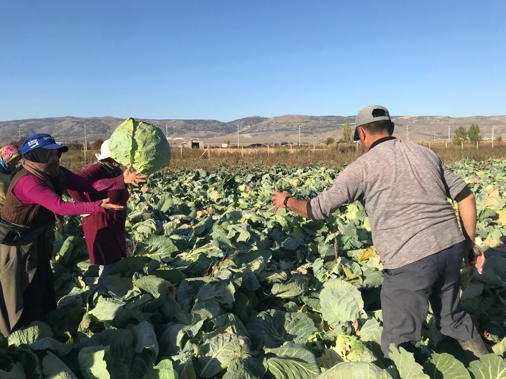 Kışlık lahanaların toprak mesaisi sona erdi