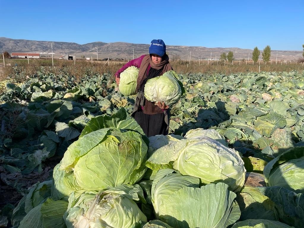 Kışlık lahanaların toprak mesaisi sona erdi