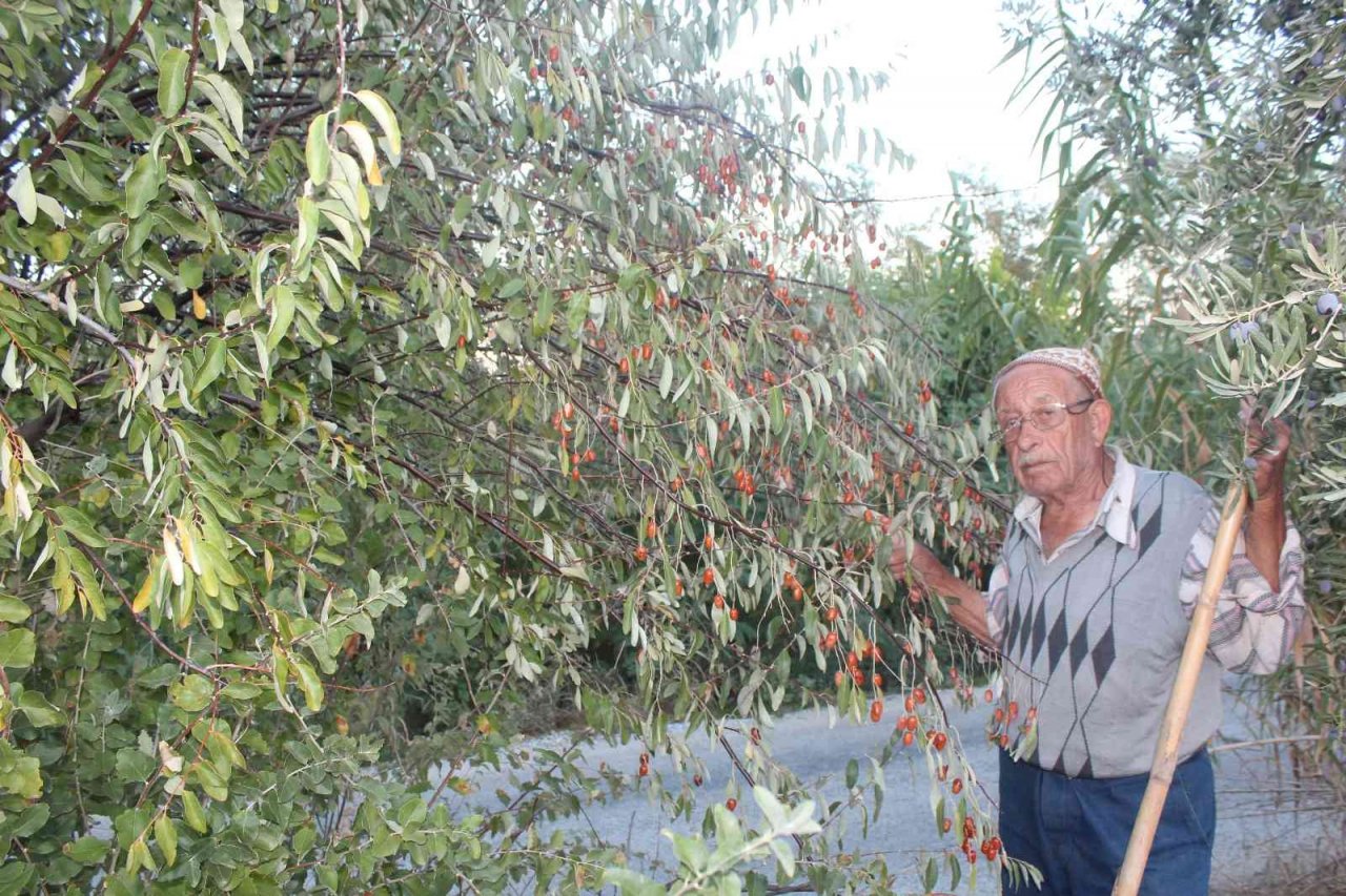 Şifa kaynağı iğdenin hem tüketimi hem de ağaç sayısı azalıyor
