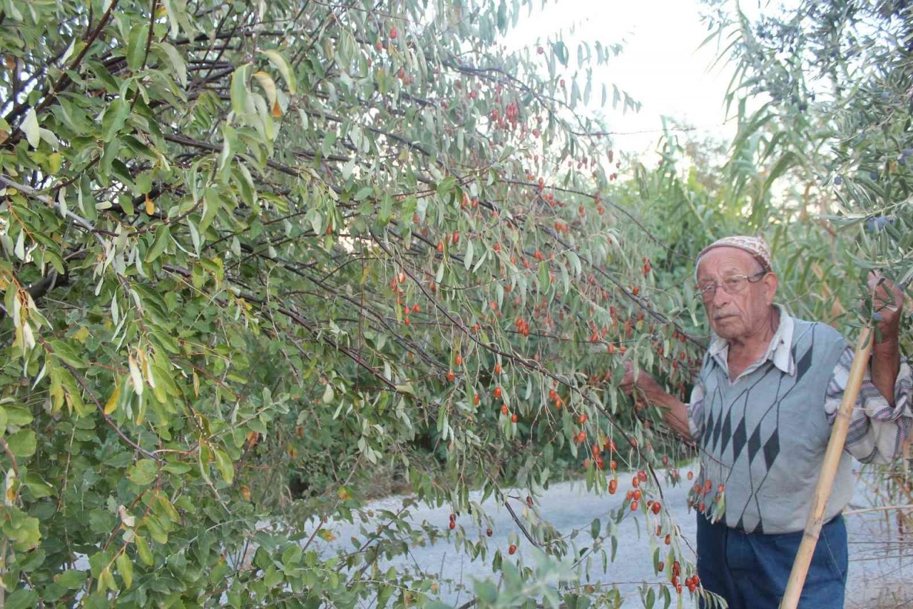 Şifa kaynağı iğdenin hem tüketimi hem de ağaç sayısı azalıyor