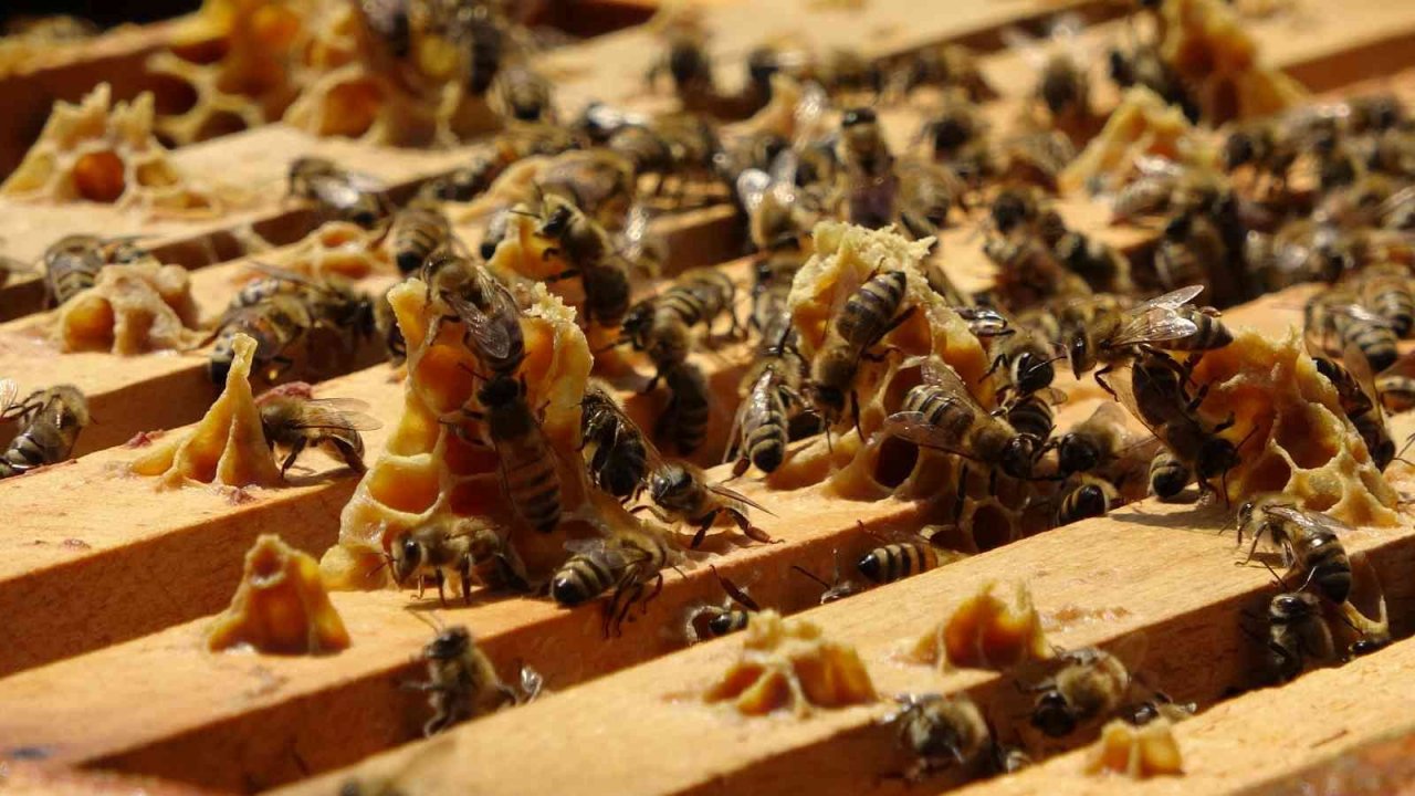 Çiftçi: “Sahte ballar arıcılık sektörünü tehlikeye düşürüyor”