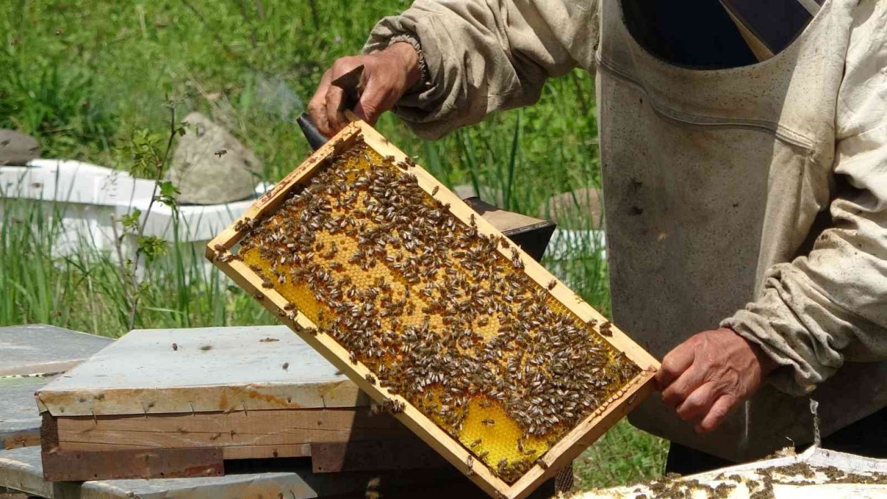Çiftçi: “Sahte ballar arıcılık sektörünü tehlikeye düşürüyor”