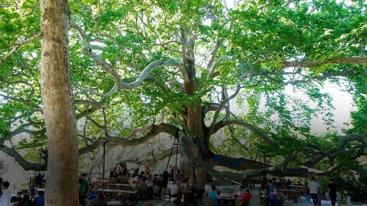 10 bin anıt ağaç koruma altında