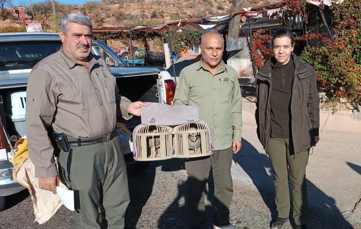 Kafes avcılarına göz açtırılmıyor